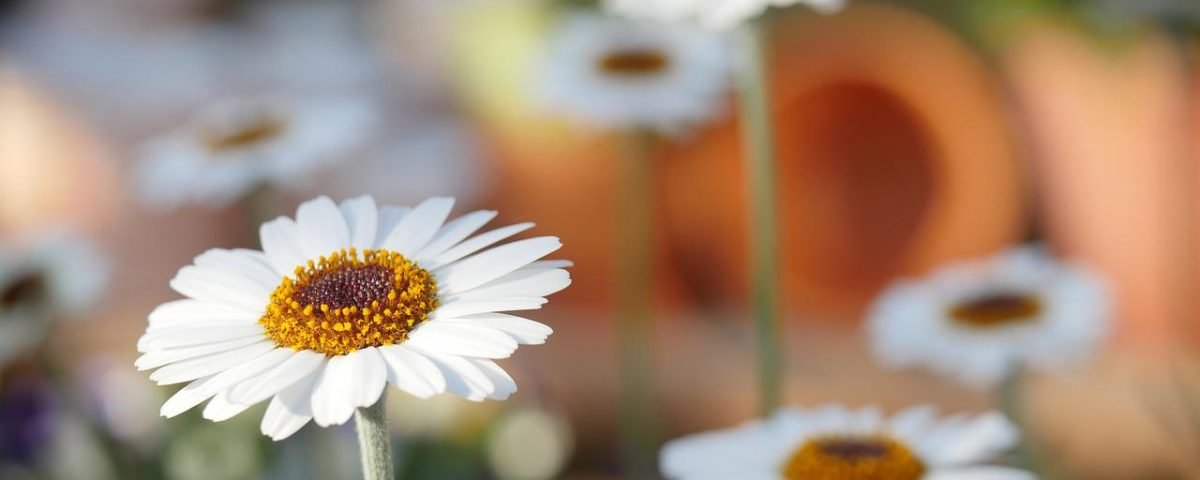 nature, daisies, daisy-3184889.jpg